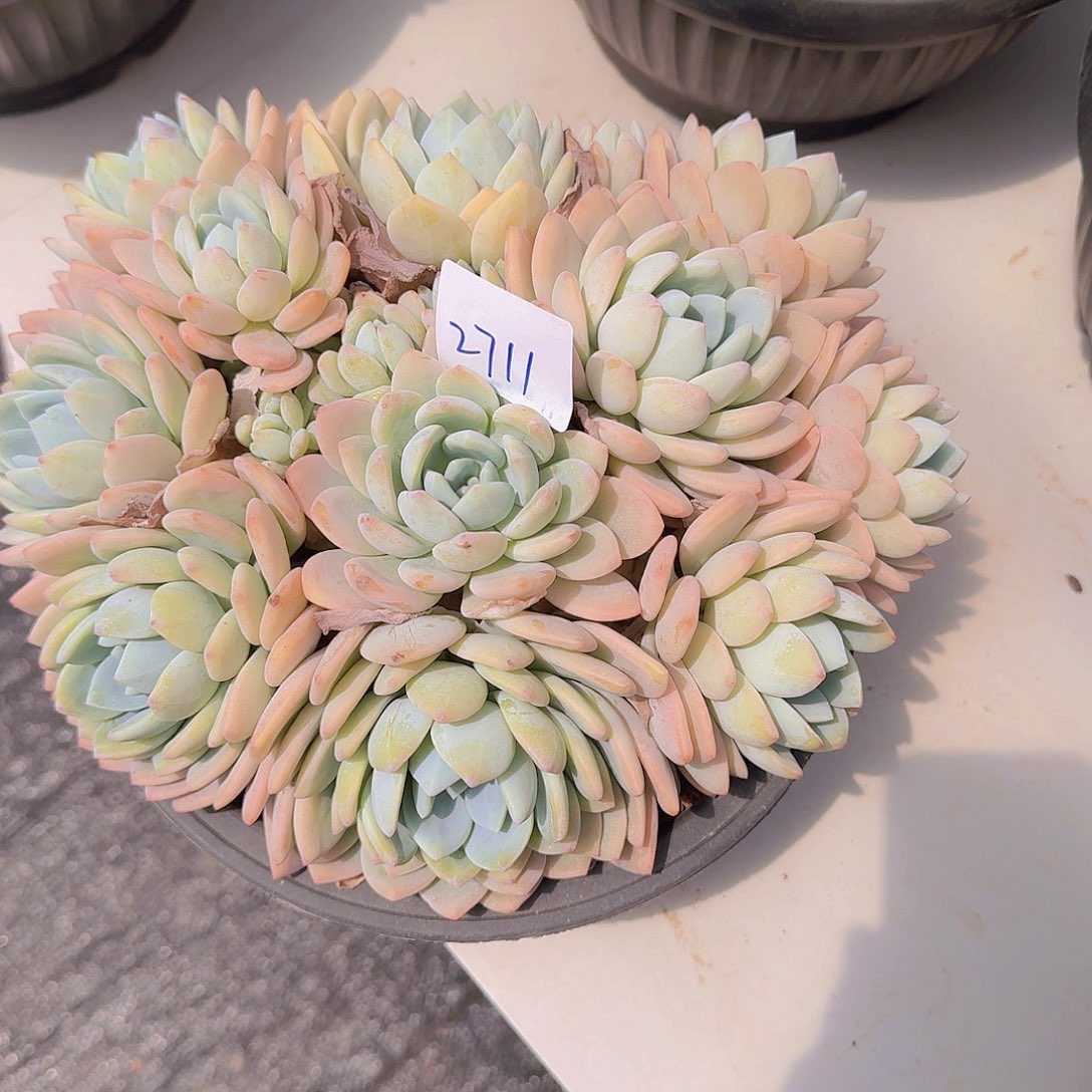 刘*子2711冷香多肉植物