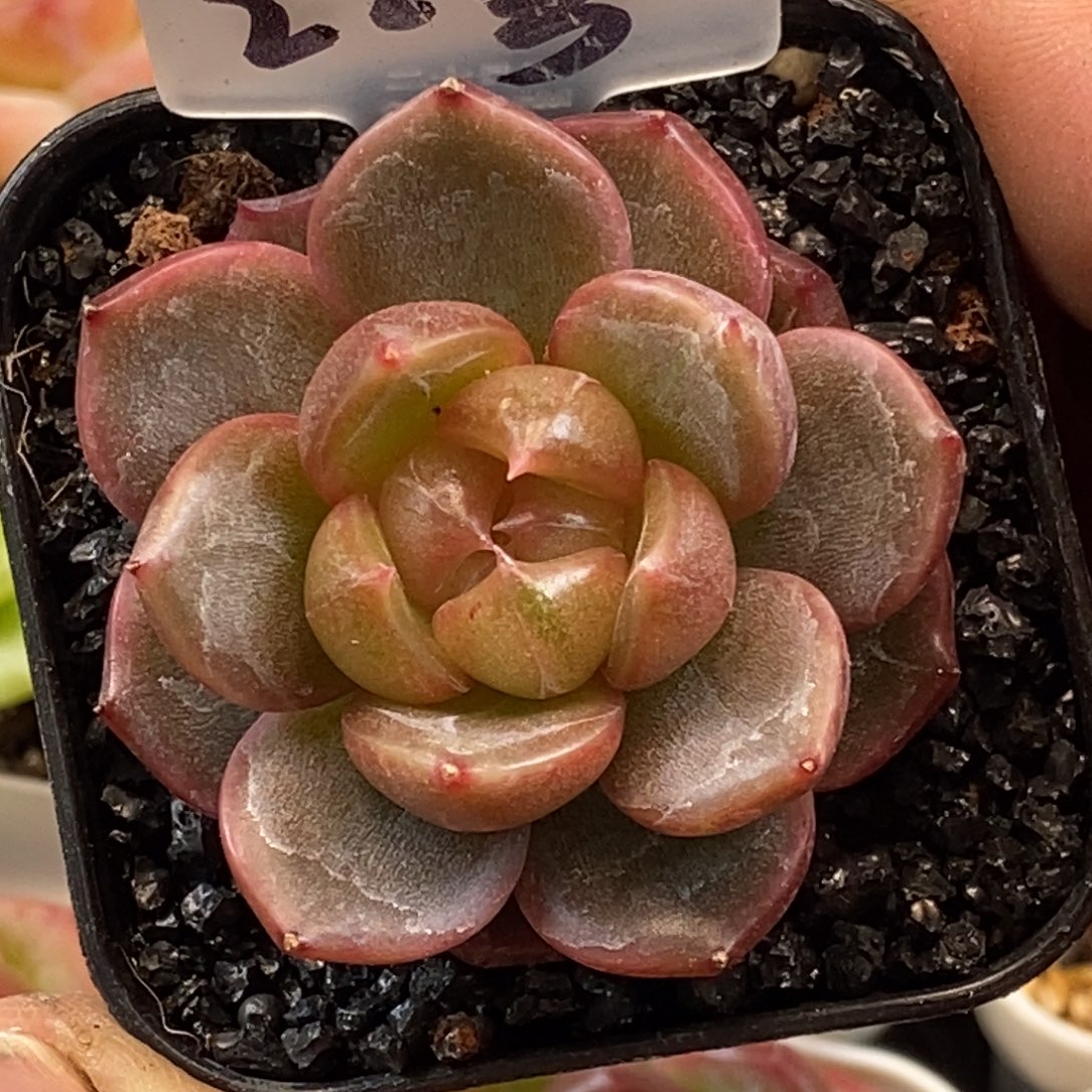 天官赐福百无禁忌