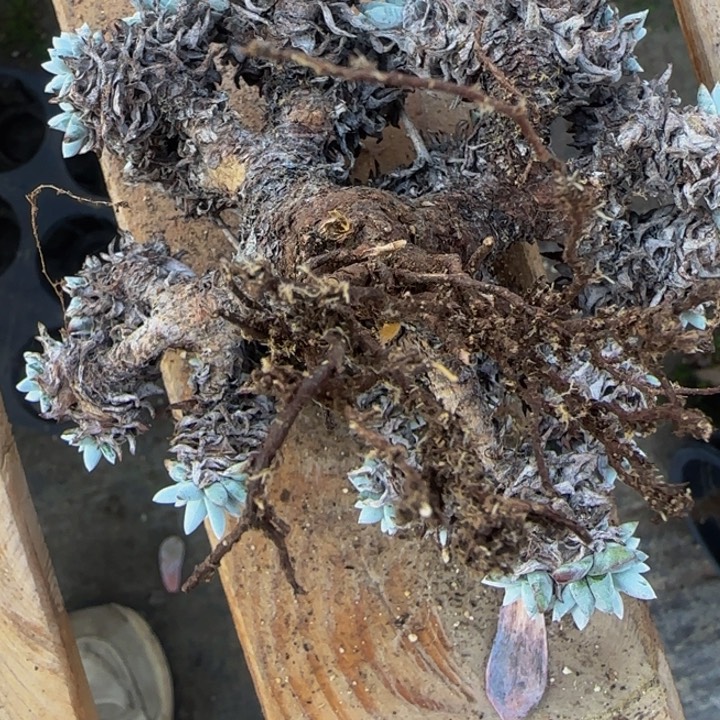 周*菜一颗老白菊多肉