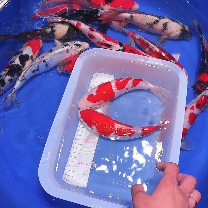 格***化海水鱼友谊饭店等大型餐饮企业集团组成