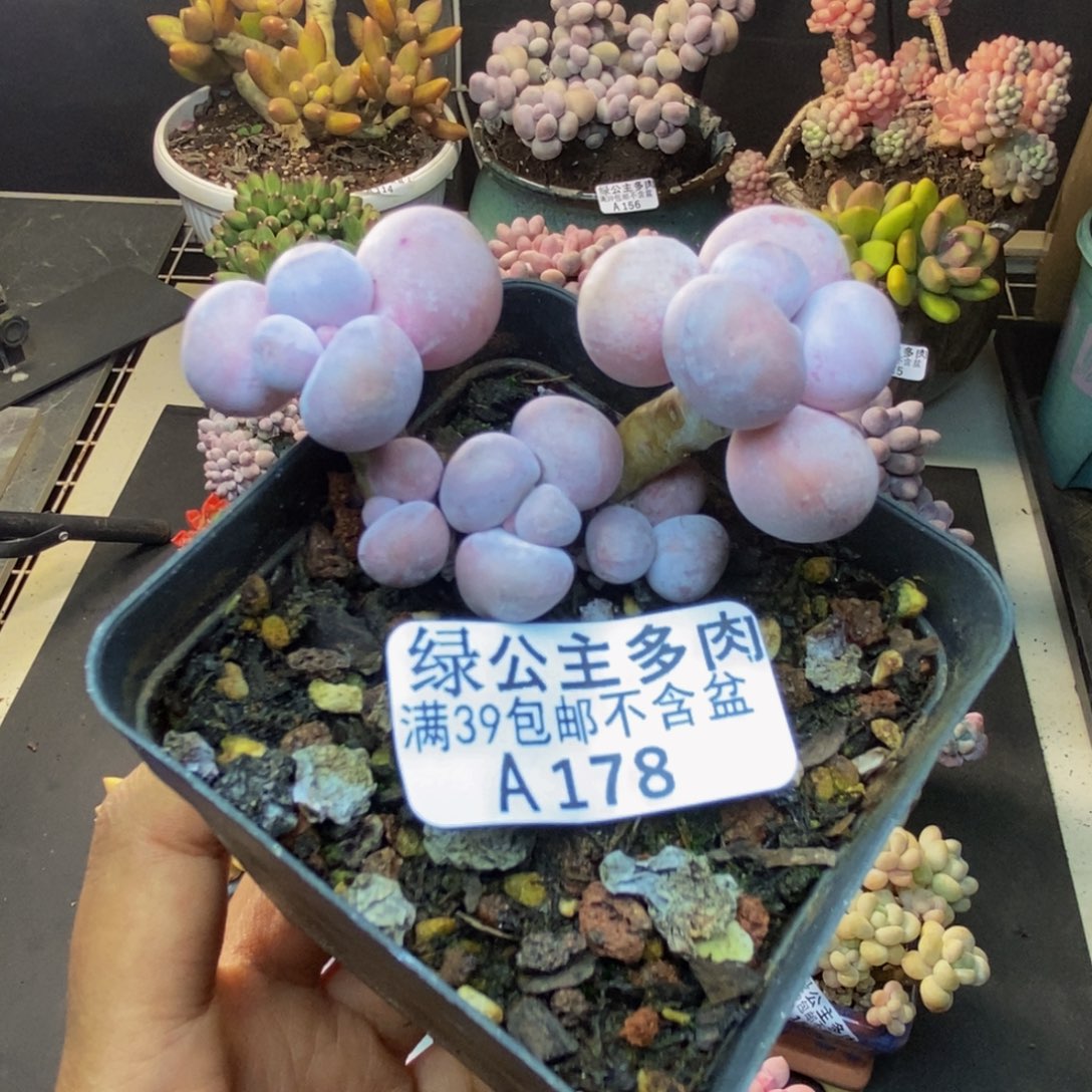 178橙奶多肉肉6c m
