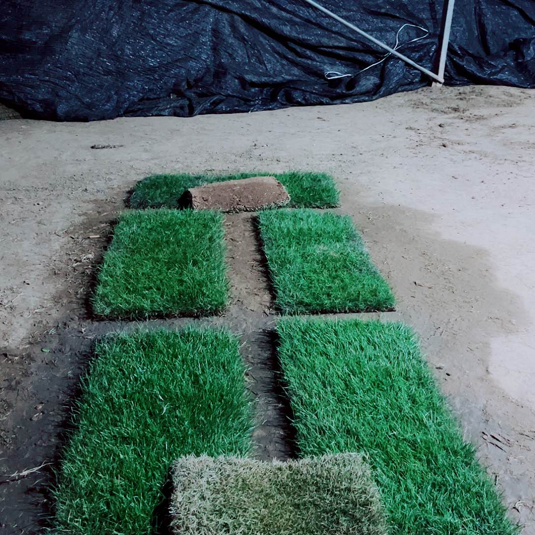 嘟***滴无花朵四季青草坪包邮价格，。。。