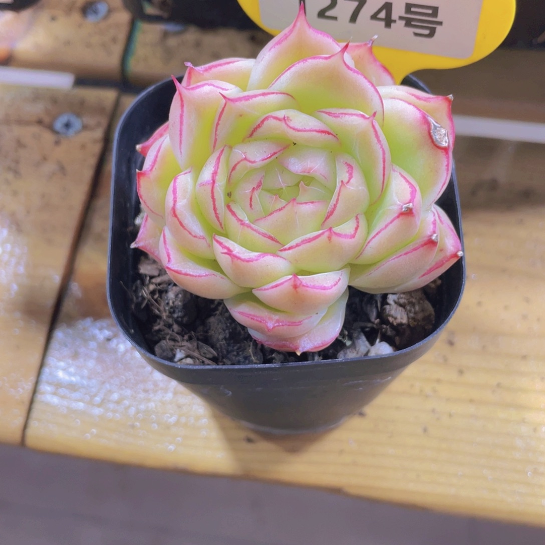 1274号 睫毛珍妮新品