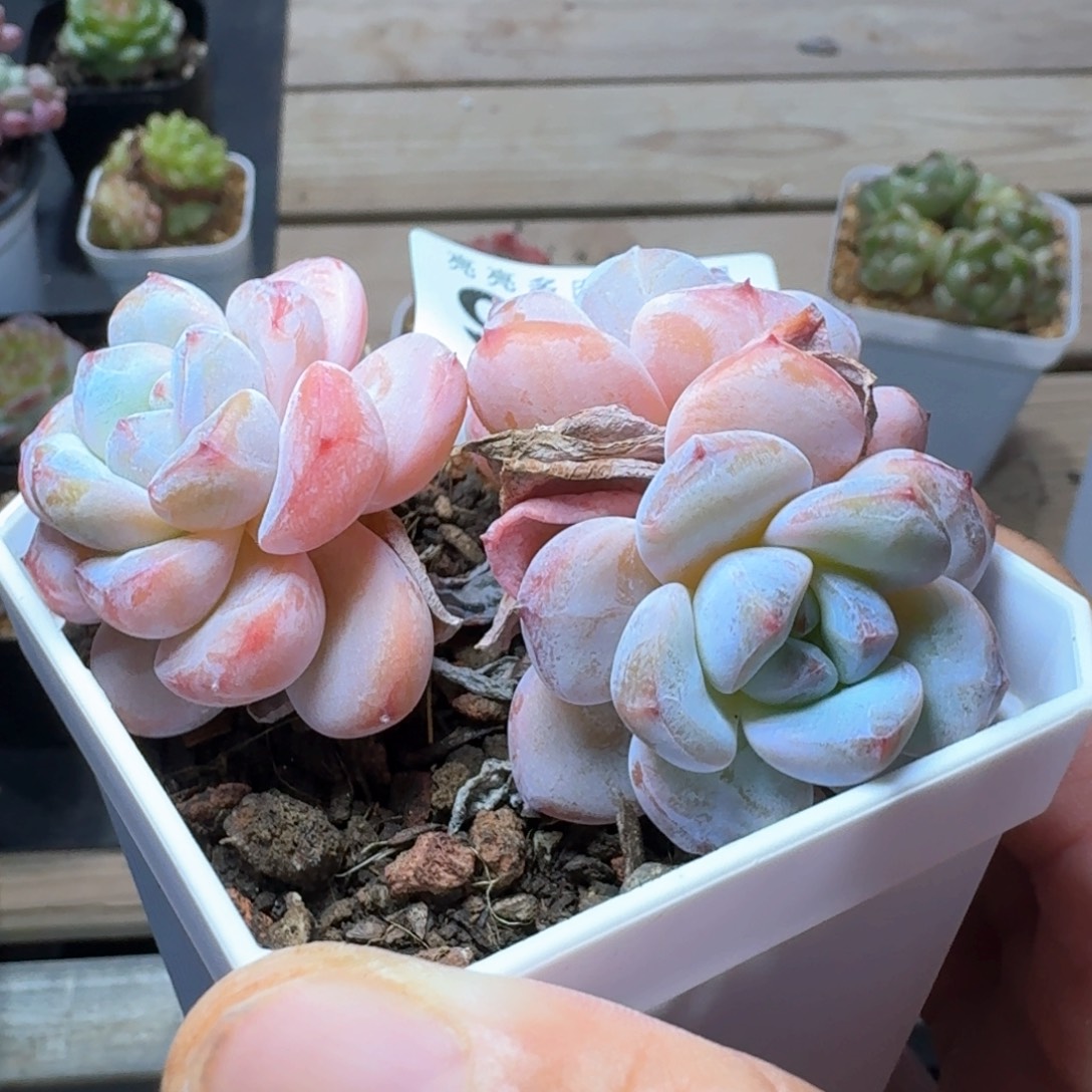 星星雪老桩            精美多肉植物