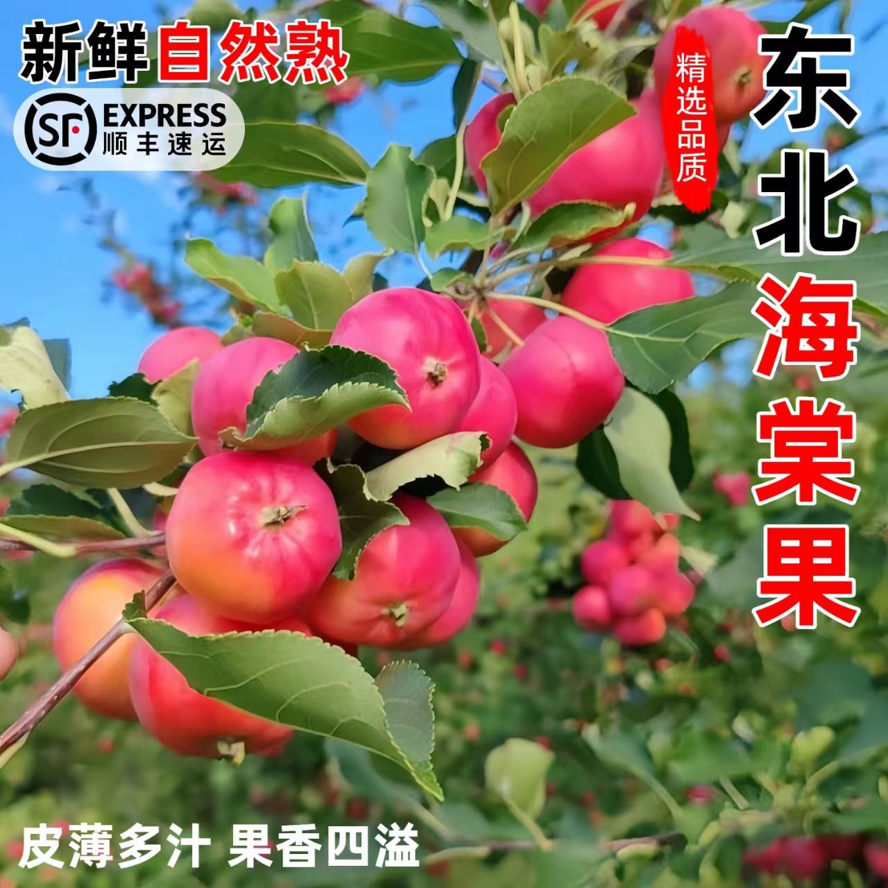 顺丰包邮 东北沙果 小时候的味道 