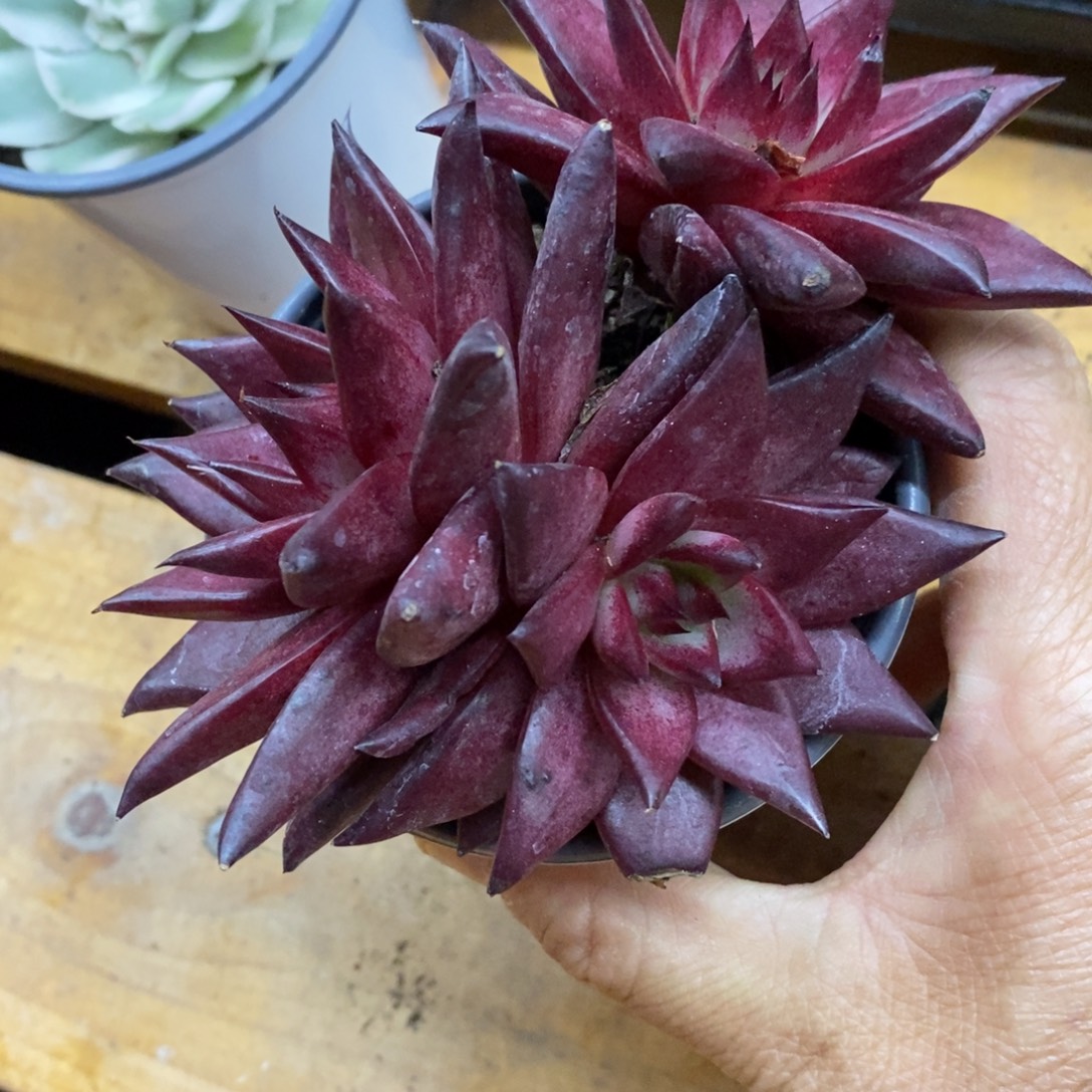 精品多肉一物一一拍不包整193