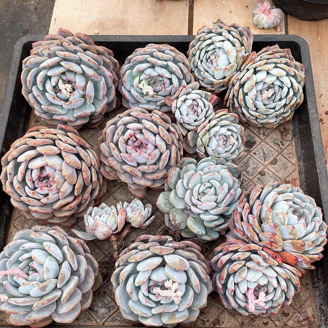 多肉植物多肉植物