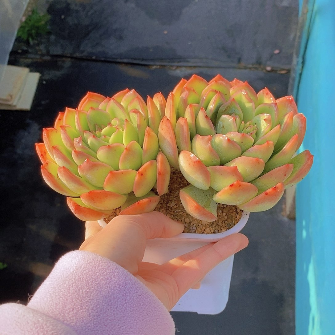 579多肉植物老桩