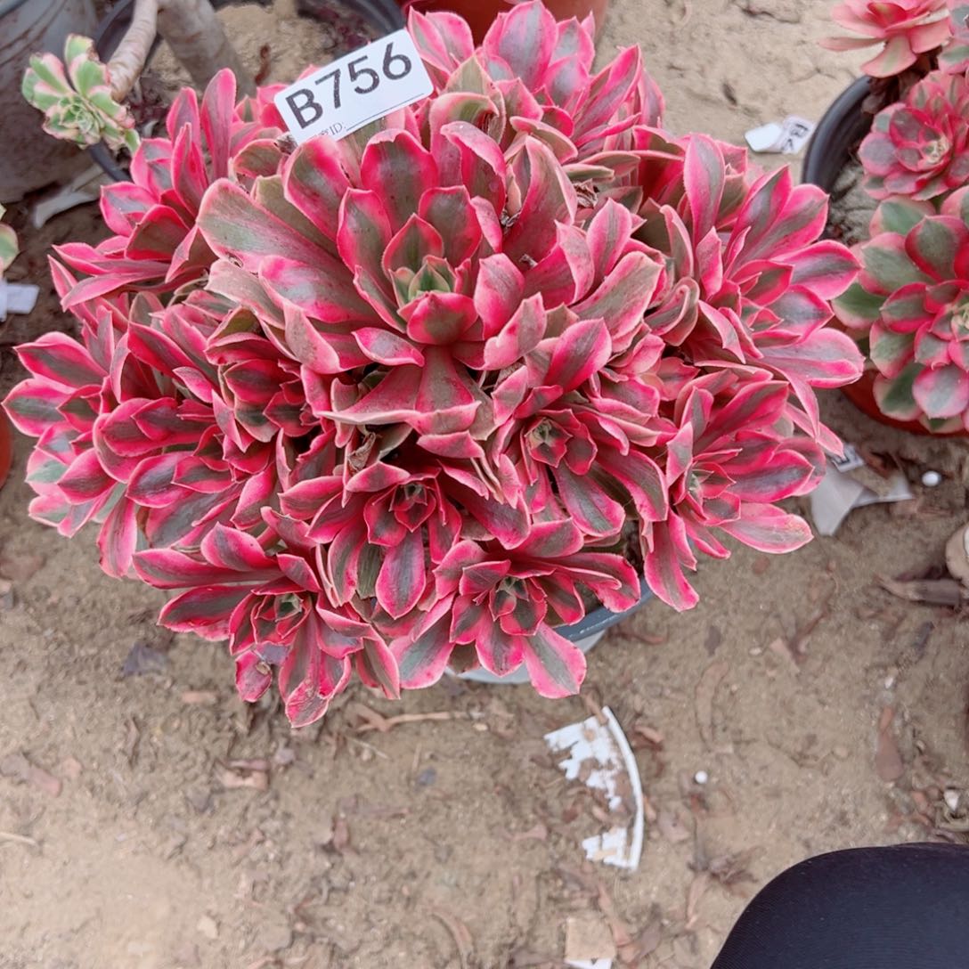 756女妖多肉植物法师多肉