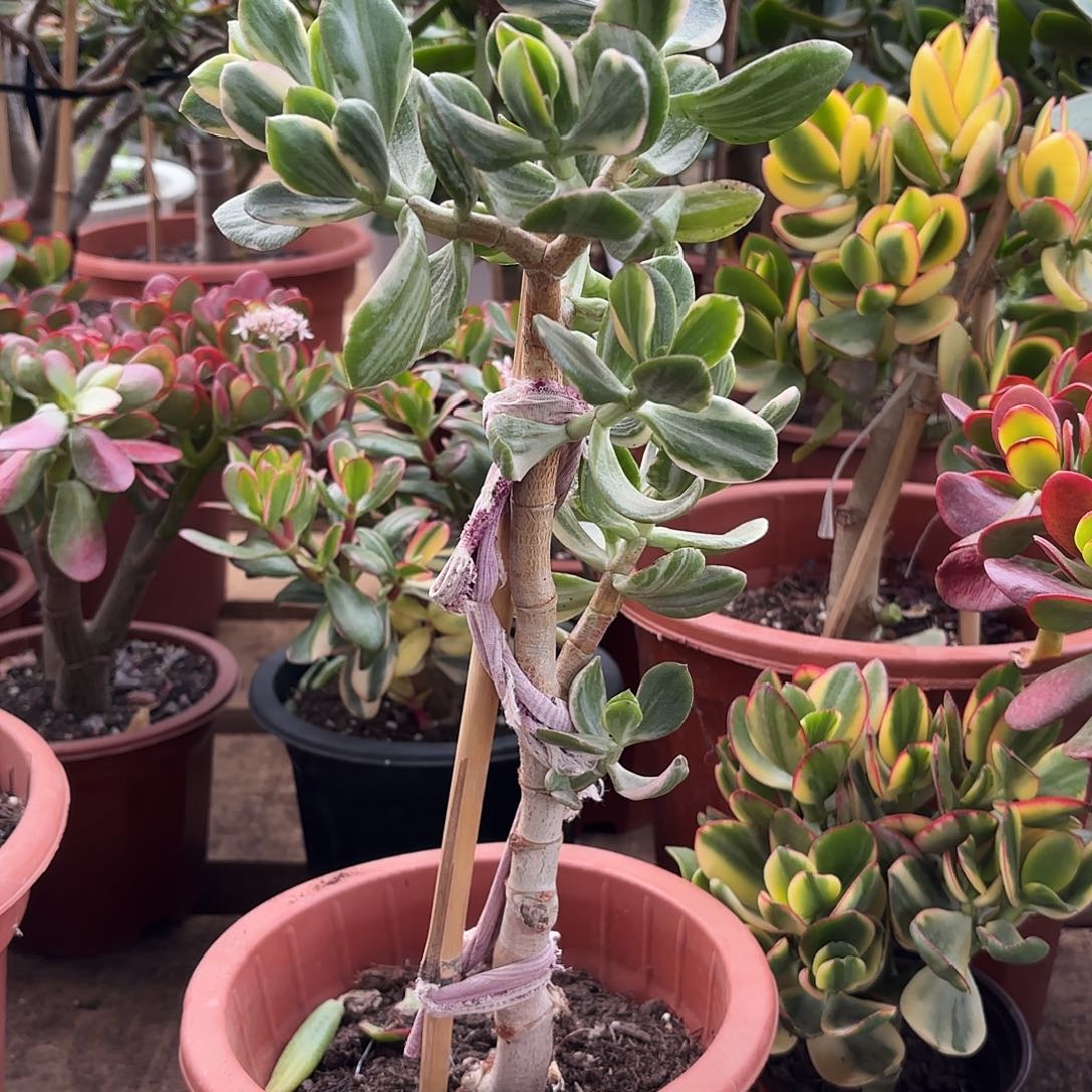 5077老三色带土球发