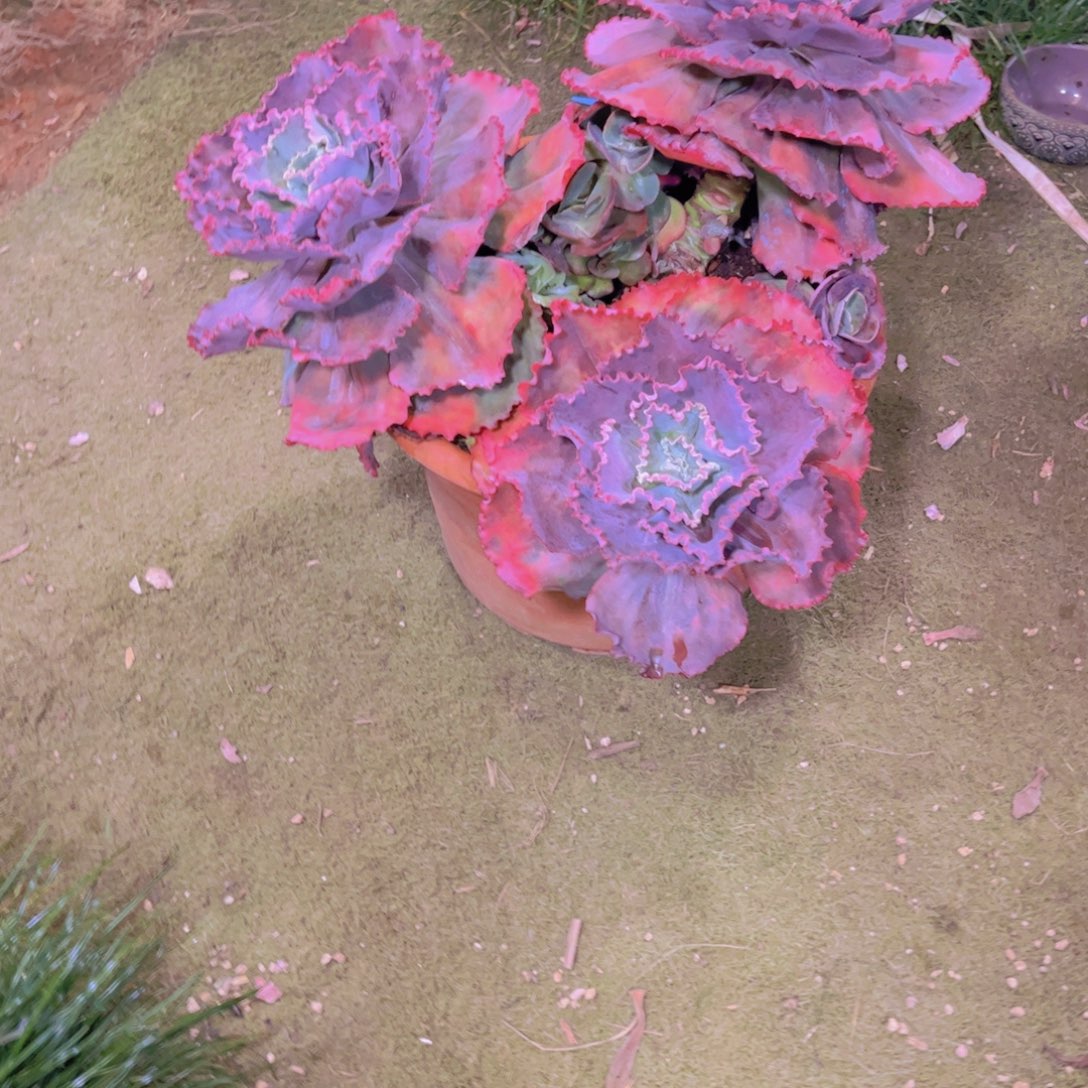 麦****多肉植物保护研究所所长