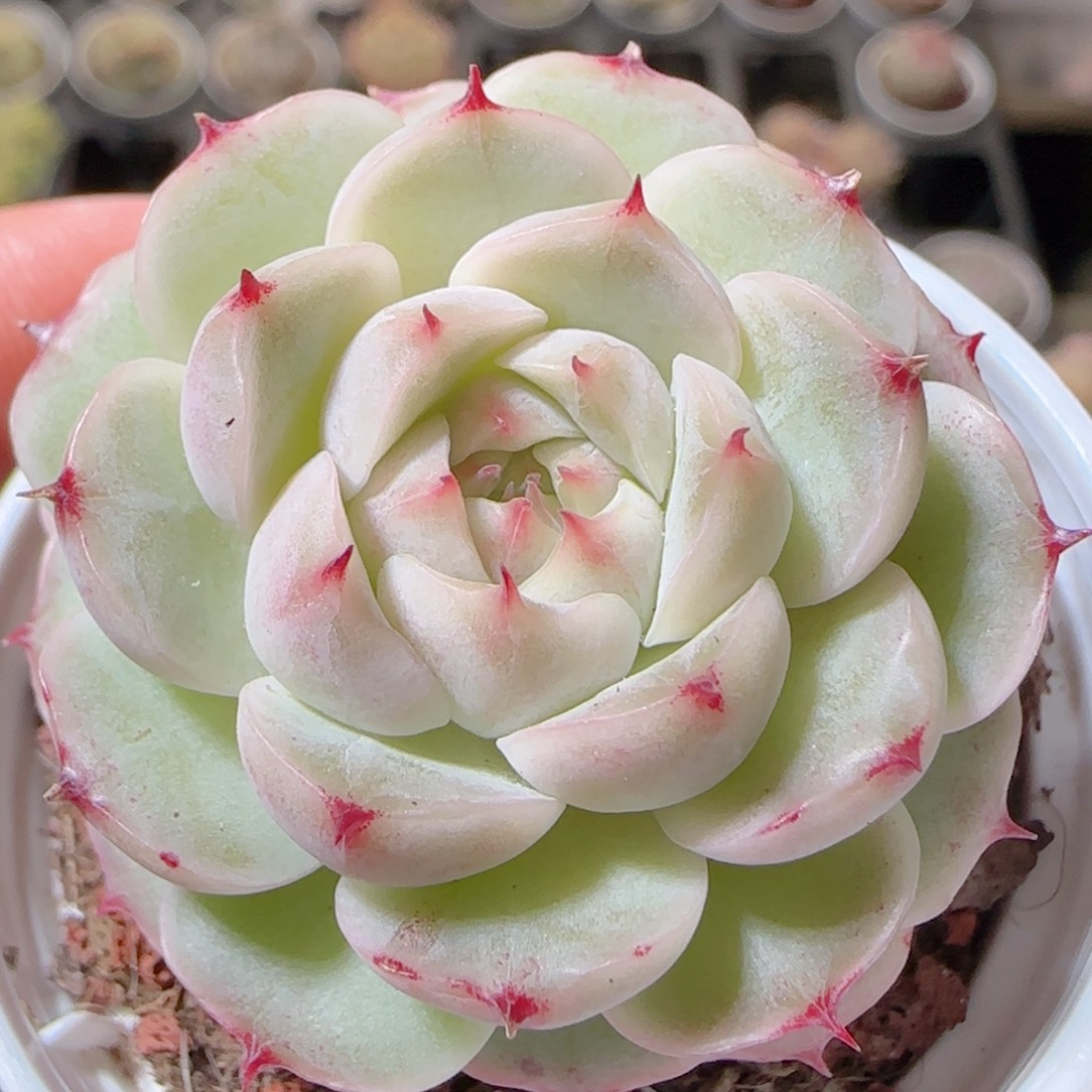 花语多肉1212-454山茶花