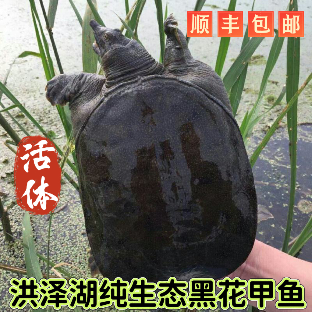 中华黑花生态公甲鱼 一物一拍 正宗外塘野养中华老鳖水鱼产地直发