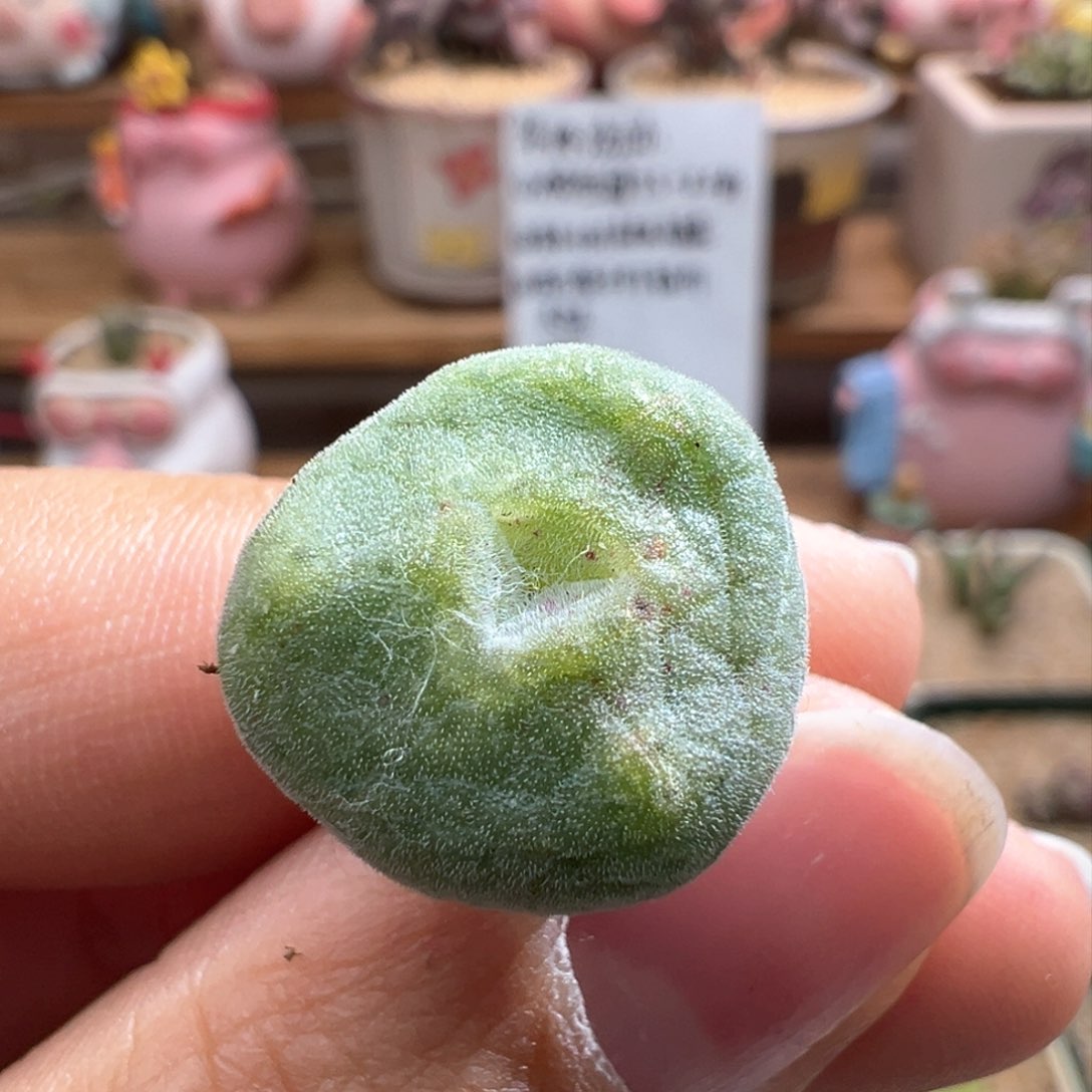 619。青蛙种源绿豆糕奔奔