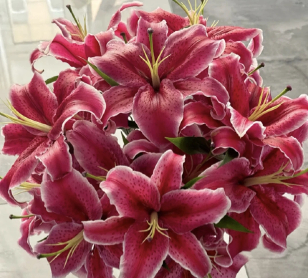 【源头优选百合花】鲜切花  黑美人百合花基地直发芳香四溢美丽绽放