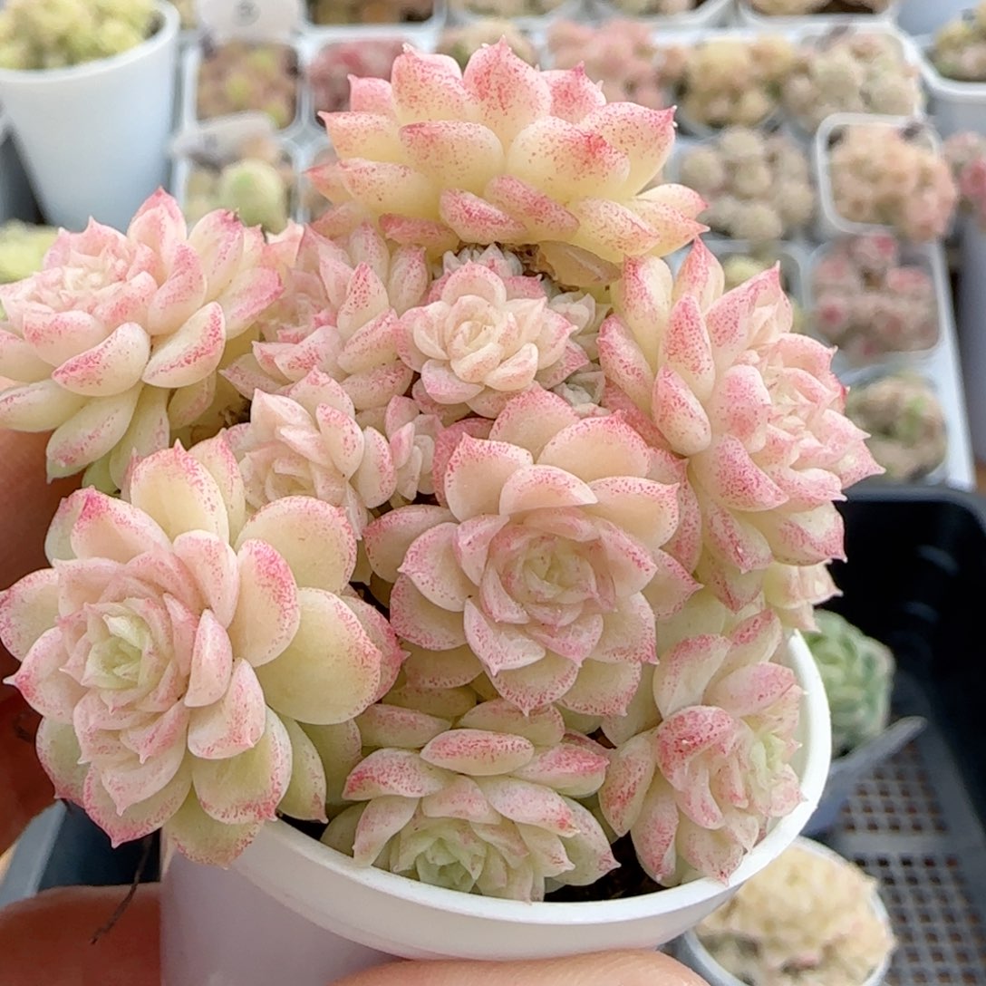 我****猫[闪购商品]0222-30（m1-455-2）