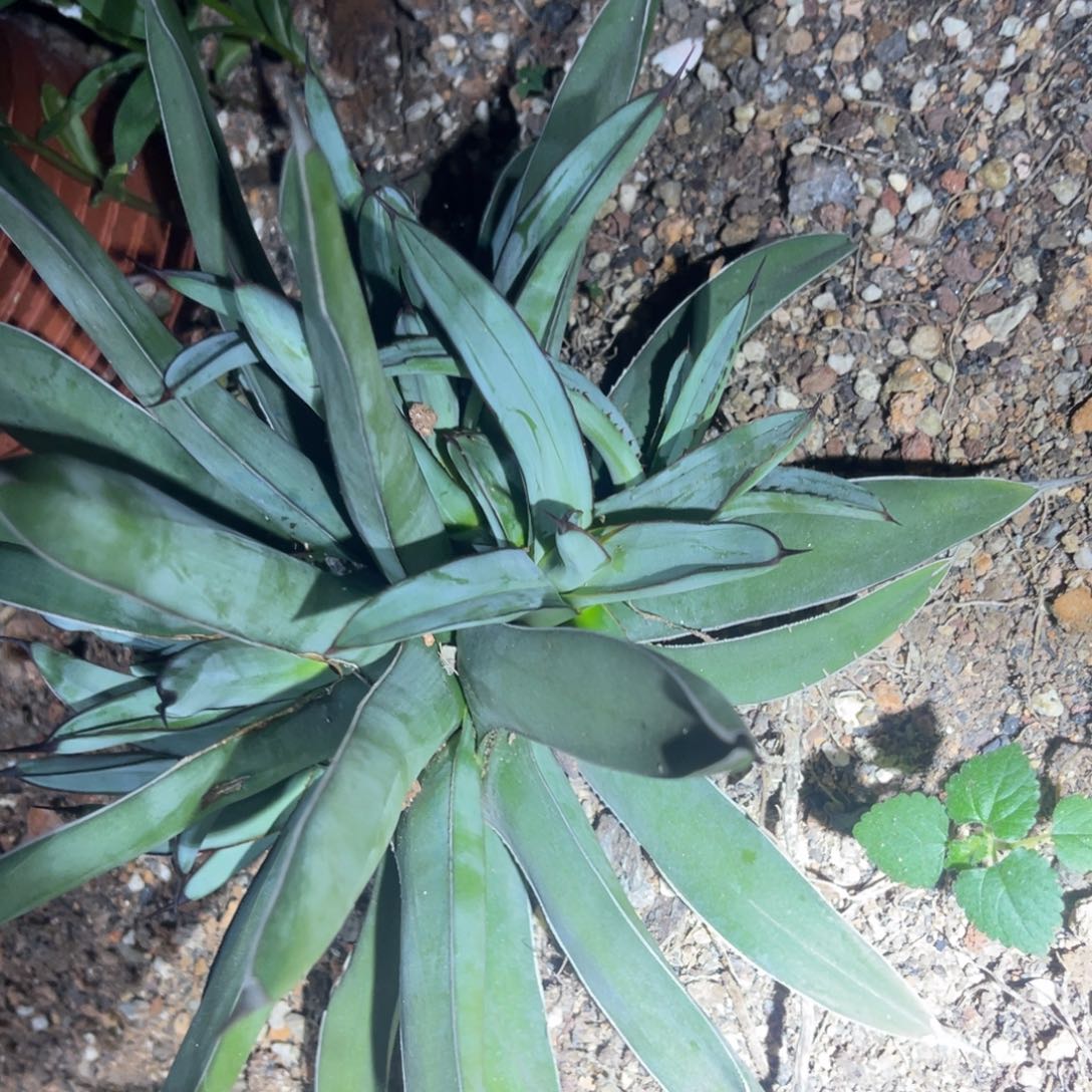 女王刺龙舌兰侧芽