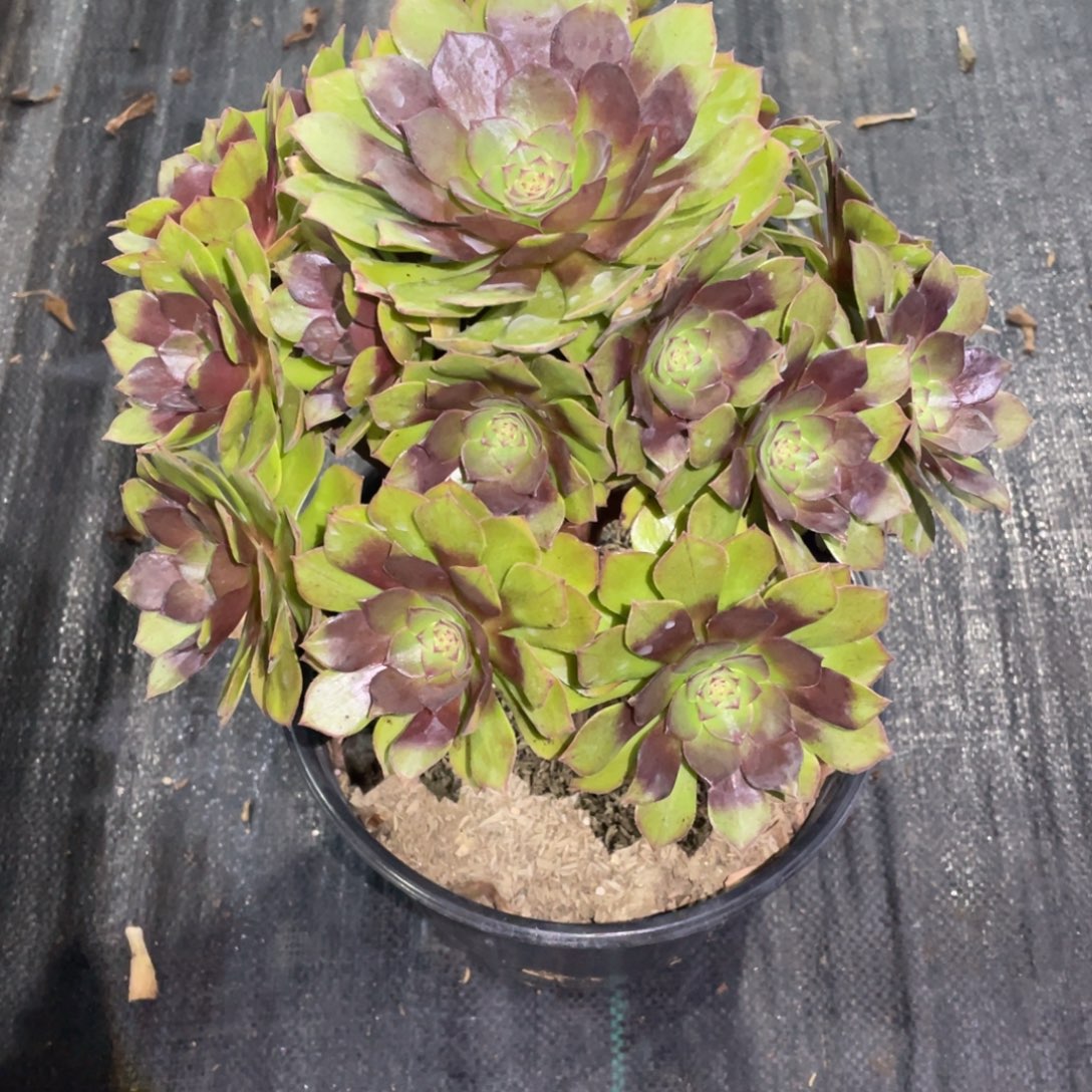 桃花石法师。     930