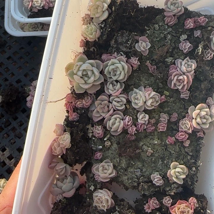 39王者系列种播苗一盒