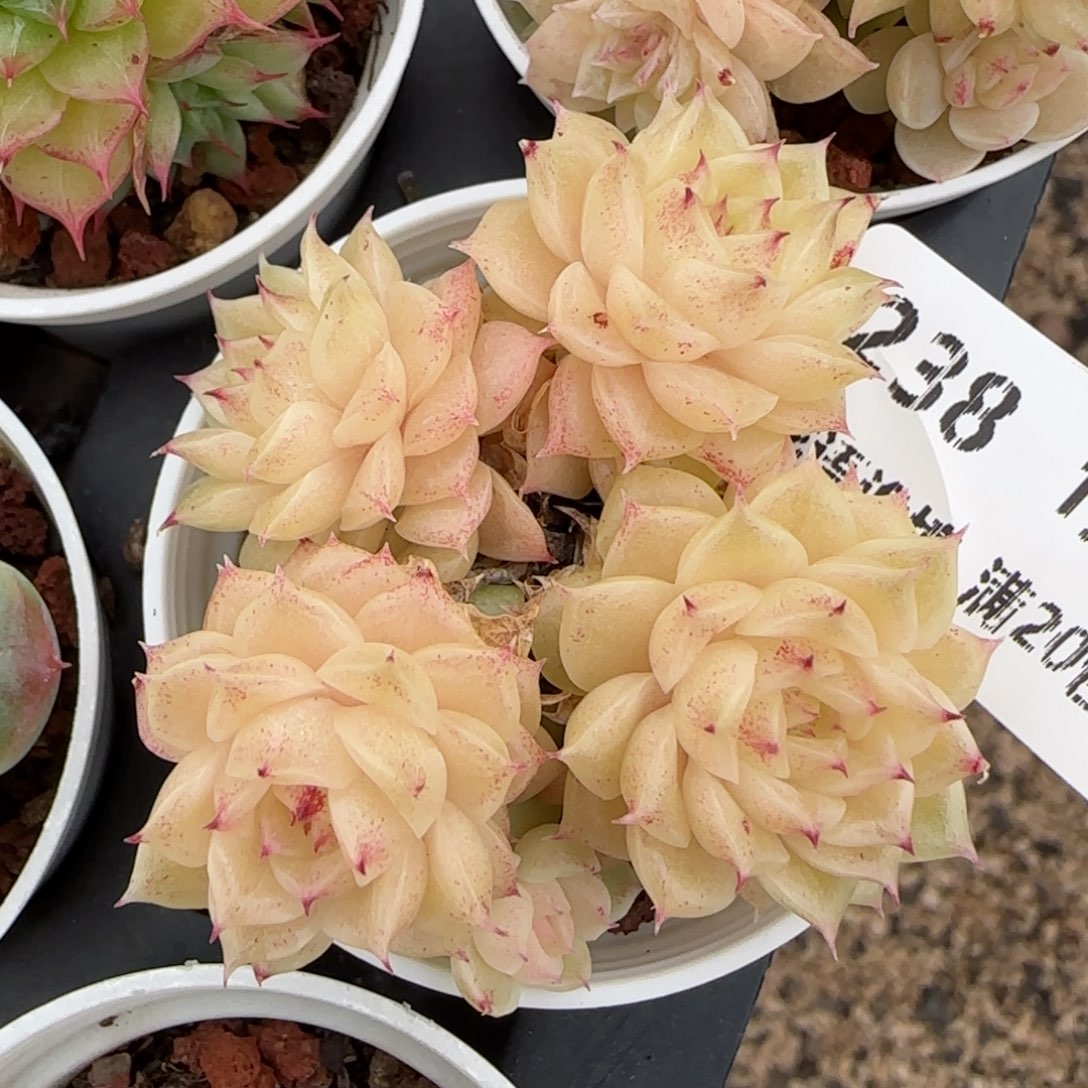 花语逸镜0116-238eko