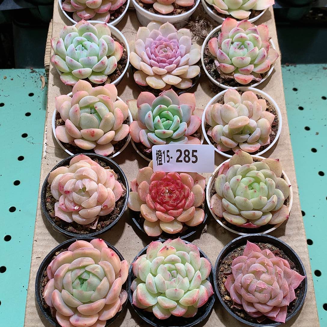 15-285一物一拍带盆18颗