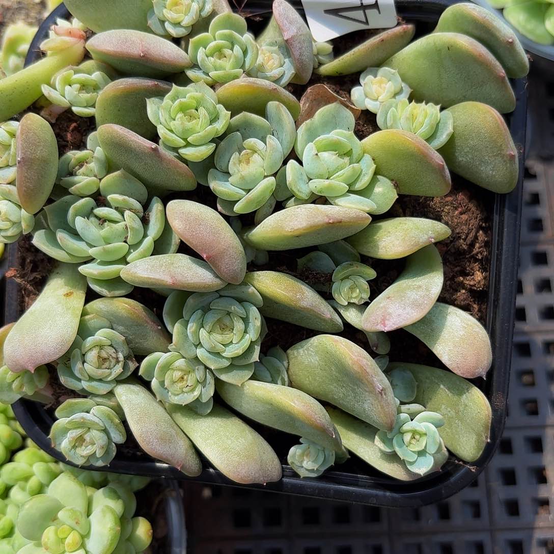 多肉植物多肉植物414