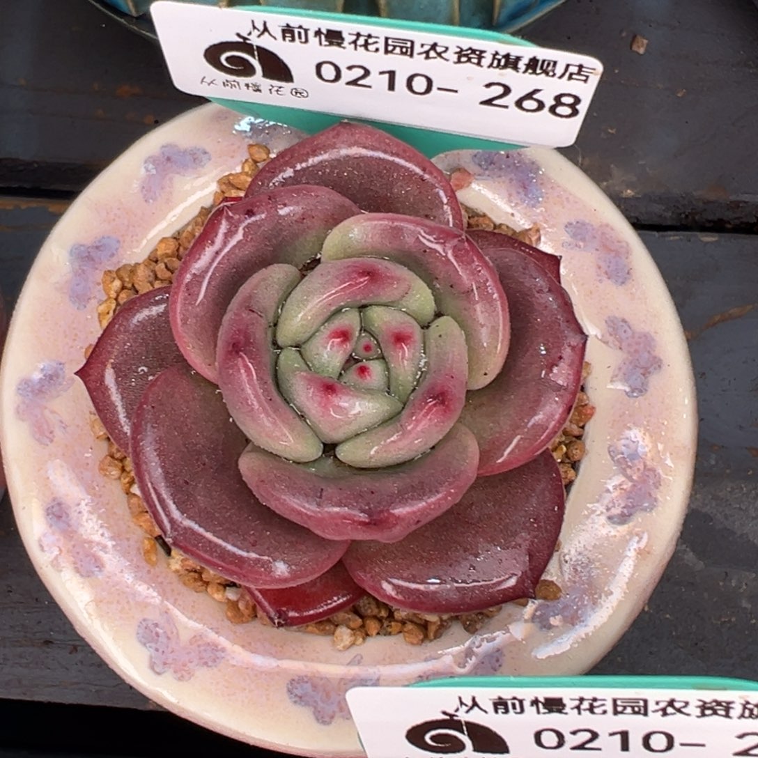 从前慢多肉精选编号0210.268