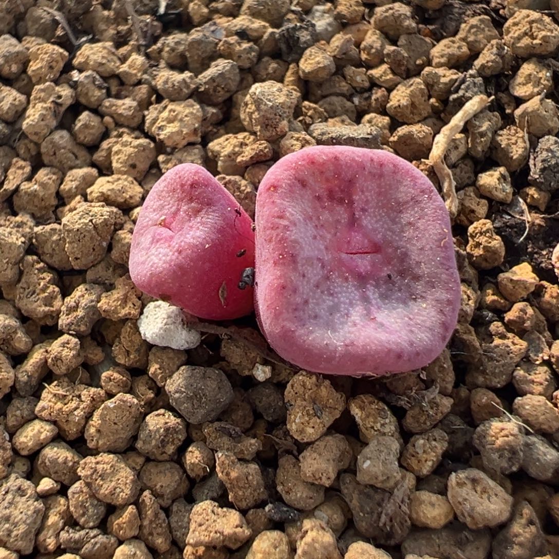 541多肉植物种类多样