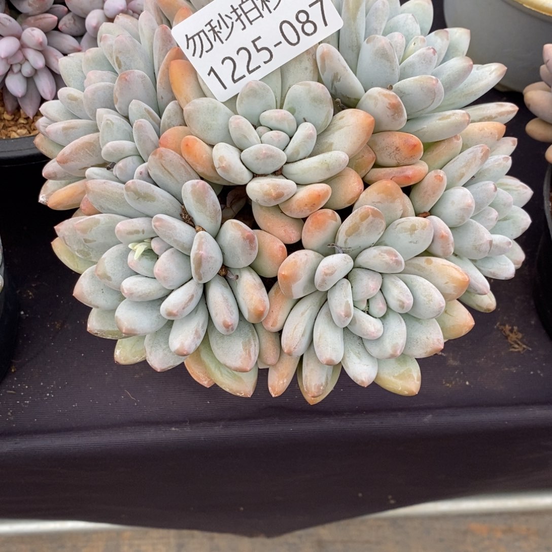 简*两单包邮1225-87香水