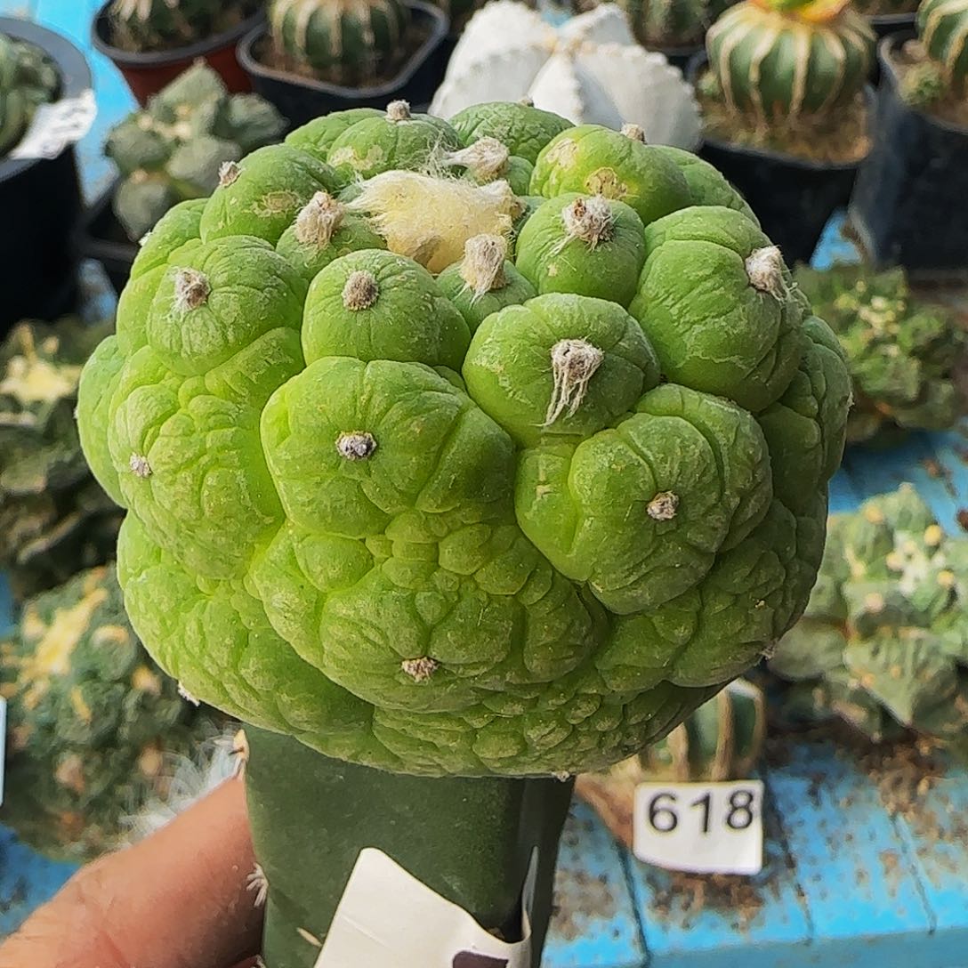 皱尤仙531仙人球