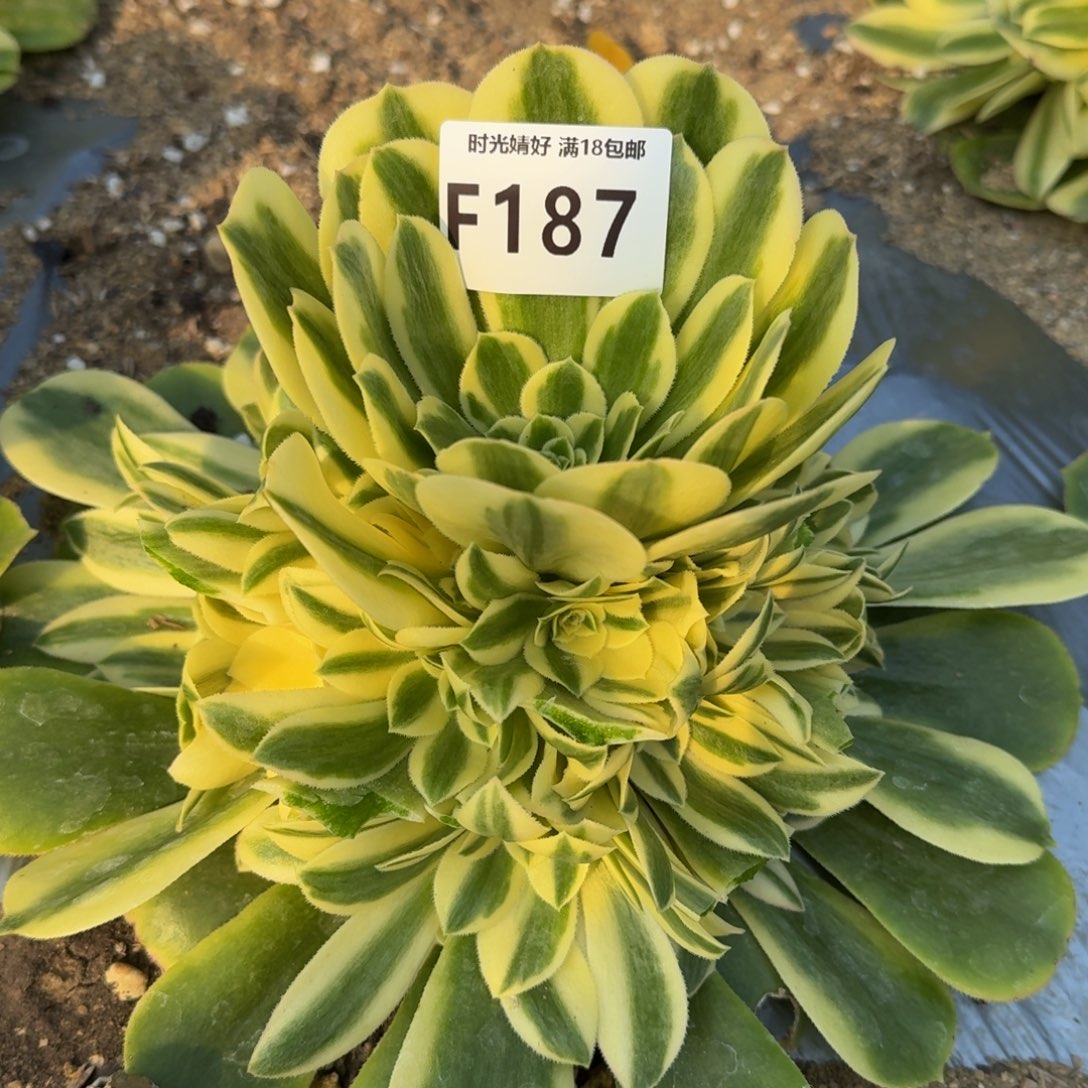 187辛尼亚多多肉植物