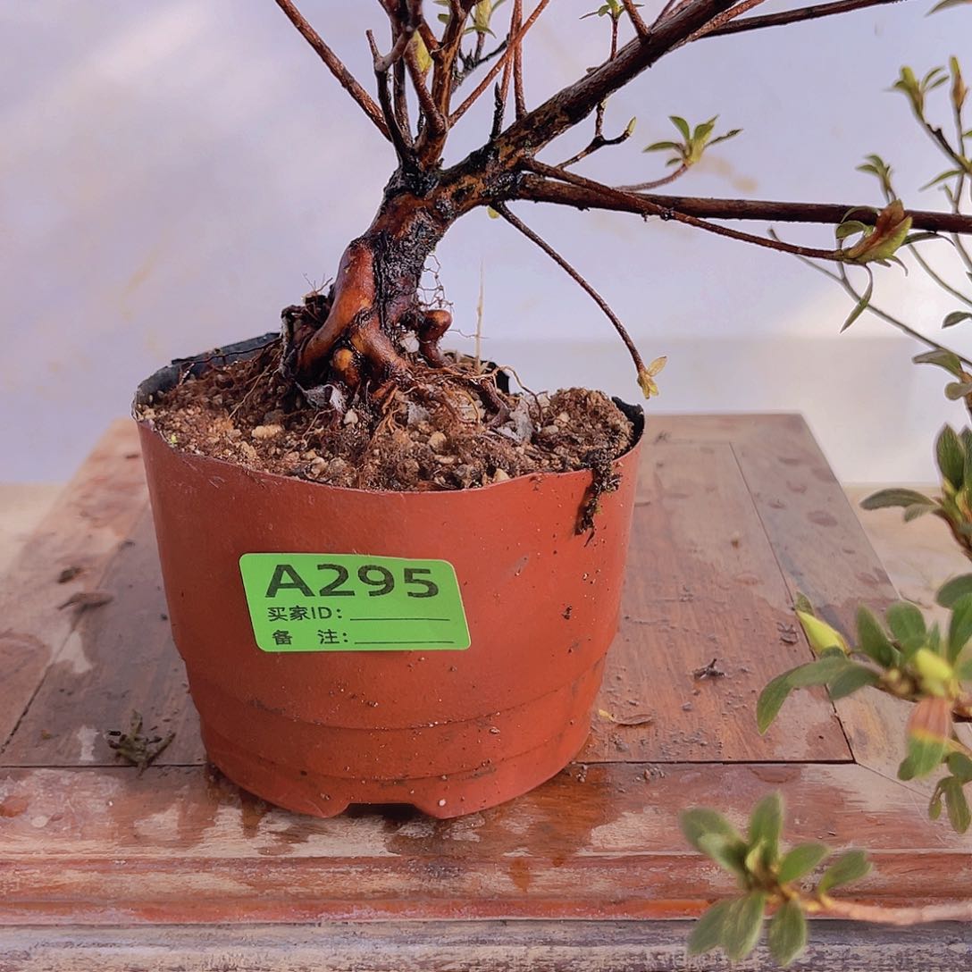 红陶直播时间一直一直