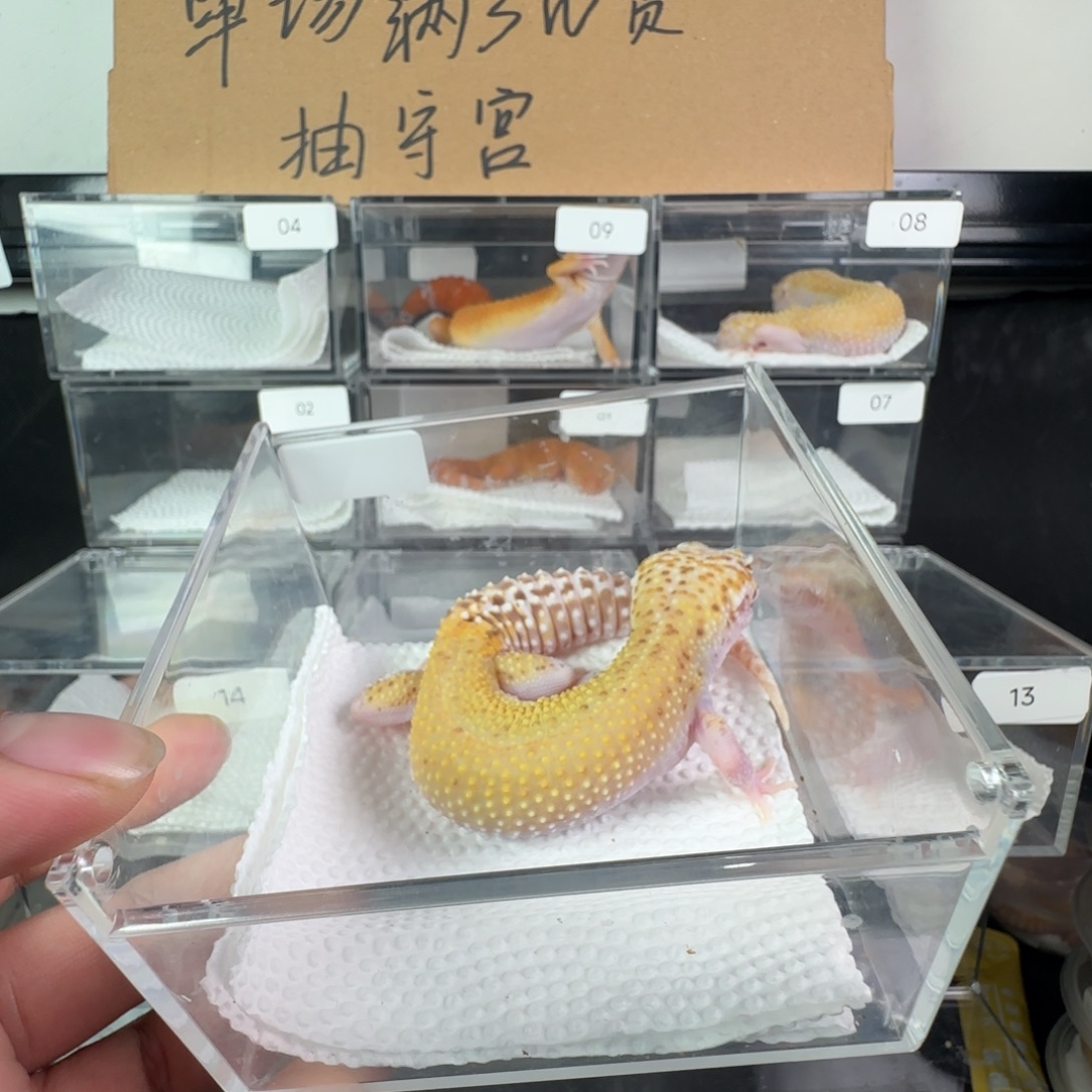 豹纹守宫雷达妹妹