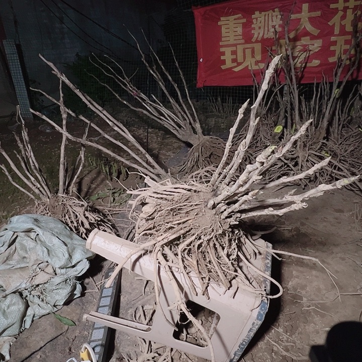 当前无花栽培后可以开花冠世墨玉