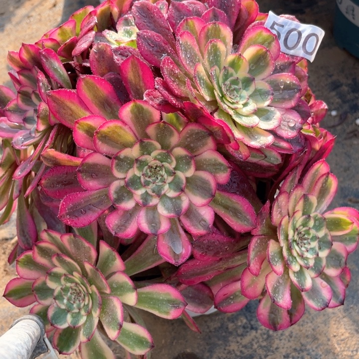 500多肉植物月蝉
