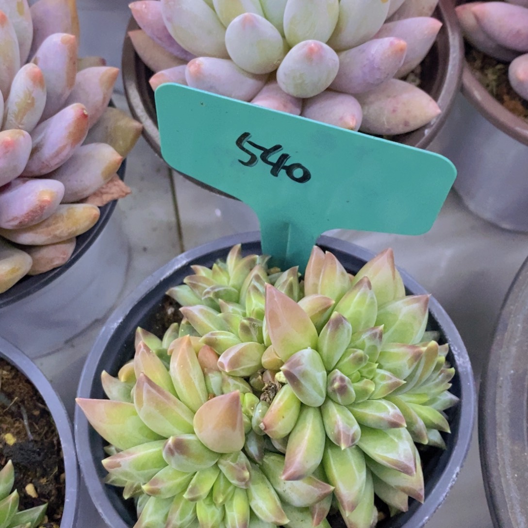 开心多肉，首播2欢迎