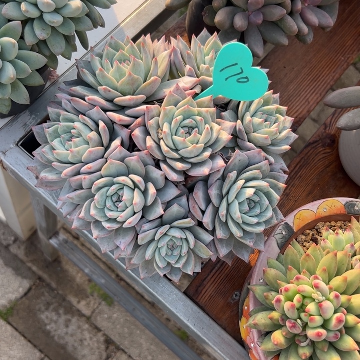 远***方多肉植物一物一拍