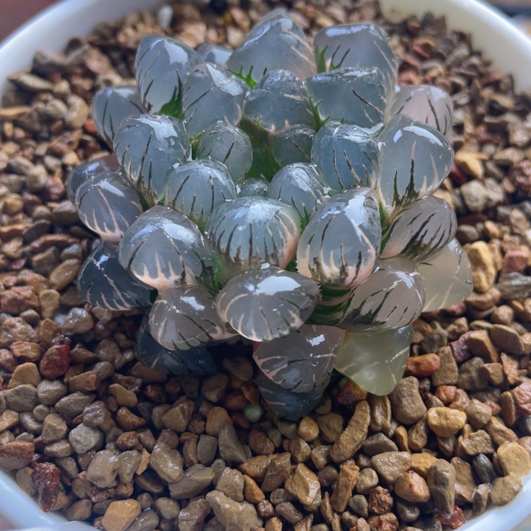 15.十二卷多肉ob1冰灯玉露锦。     