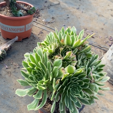 艳宁多肉植物023