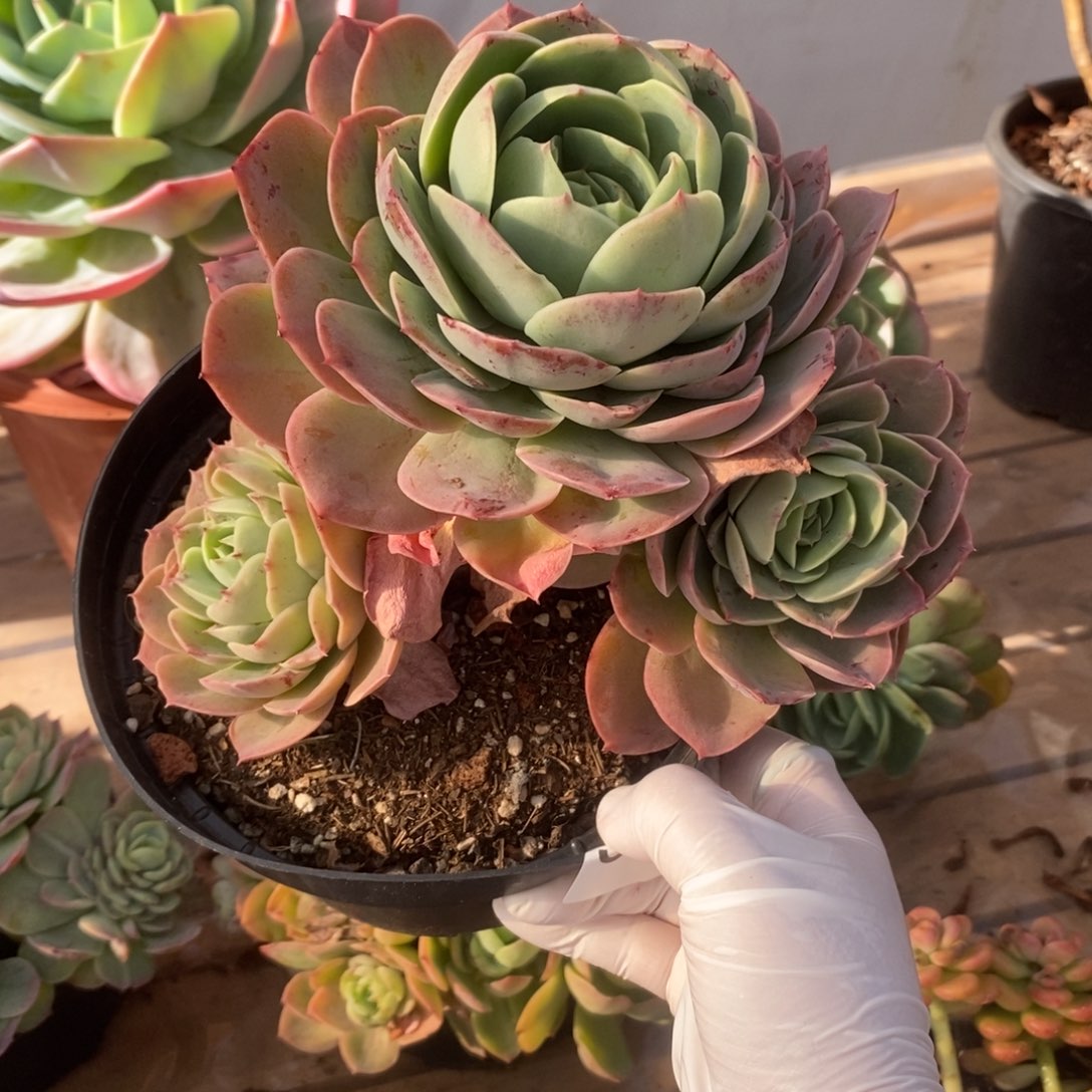 5309桃花坞一物一拍