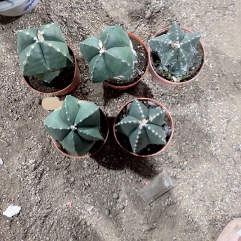 鸾鸾f 鸾鸾的好看