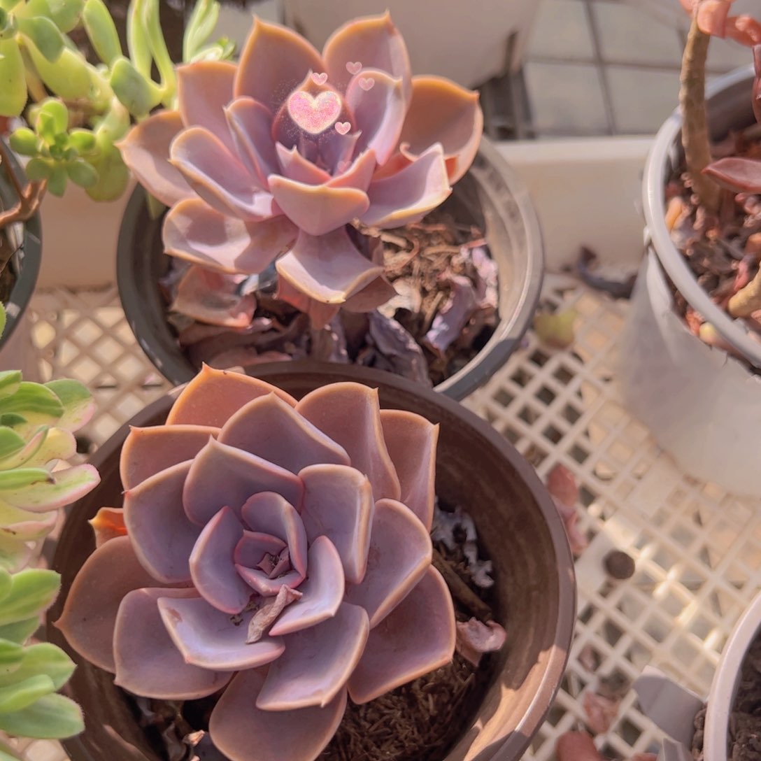 紫珍珠老桩单头两盆