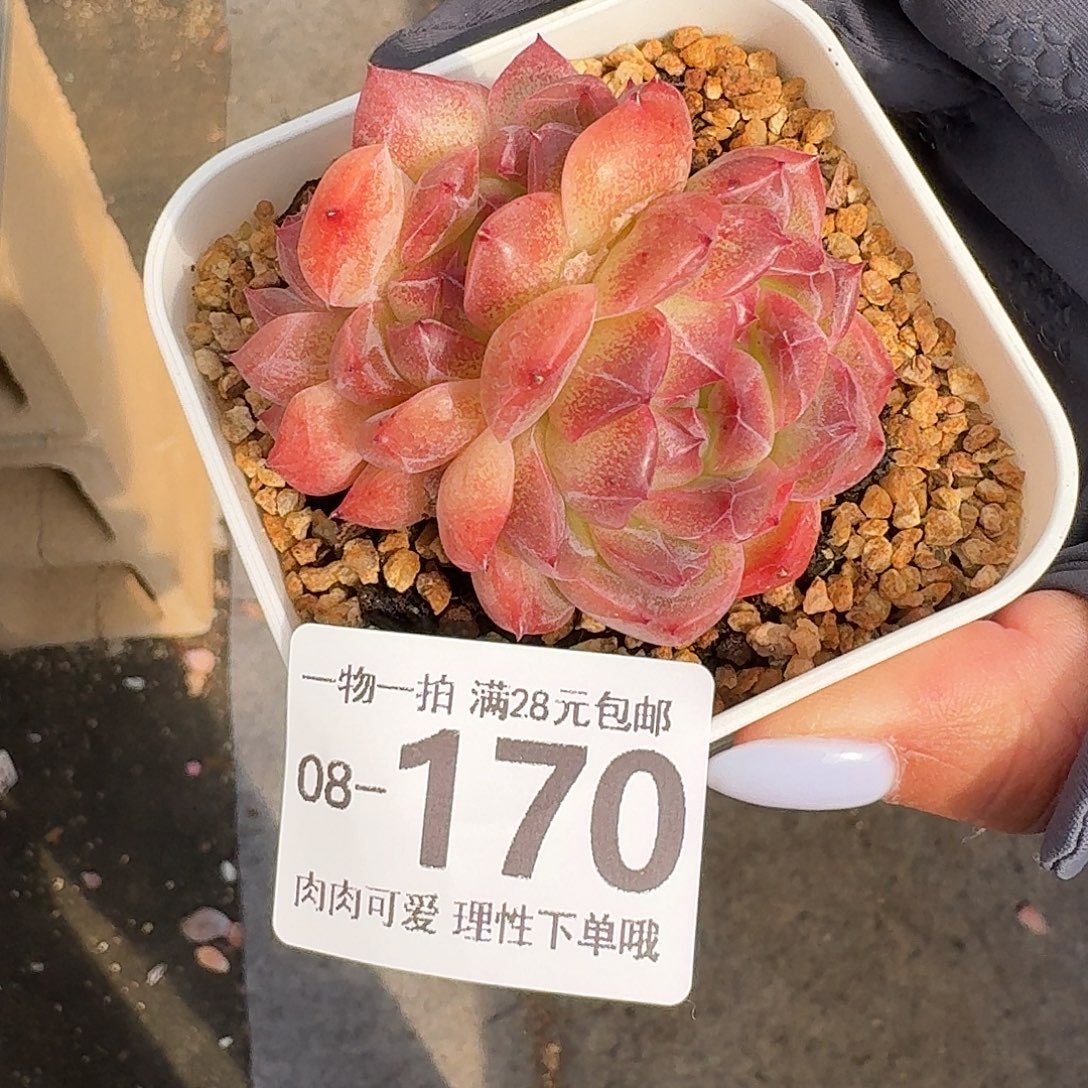 春风无盆土发货无