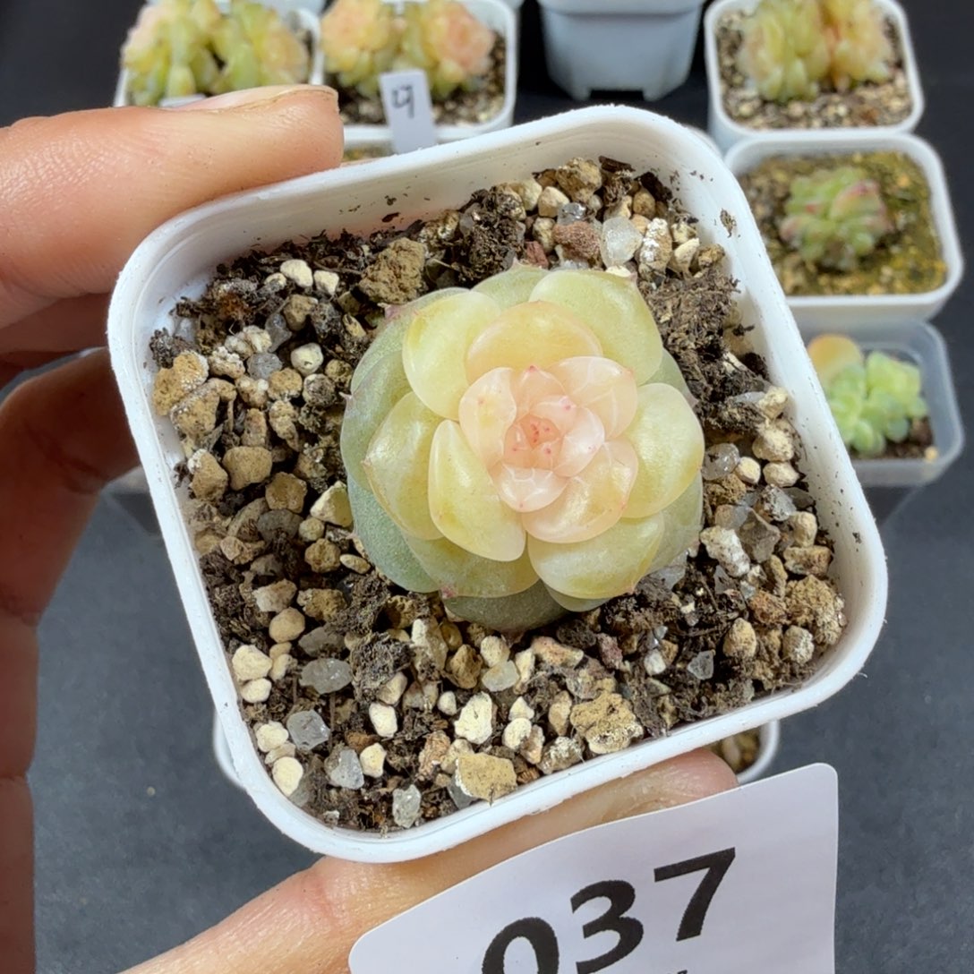 青皮单头一物一拍037