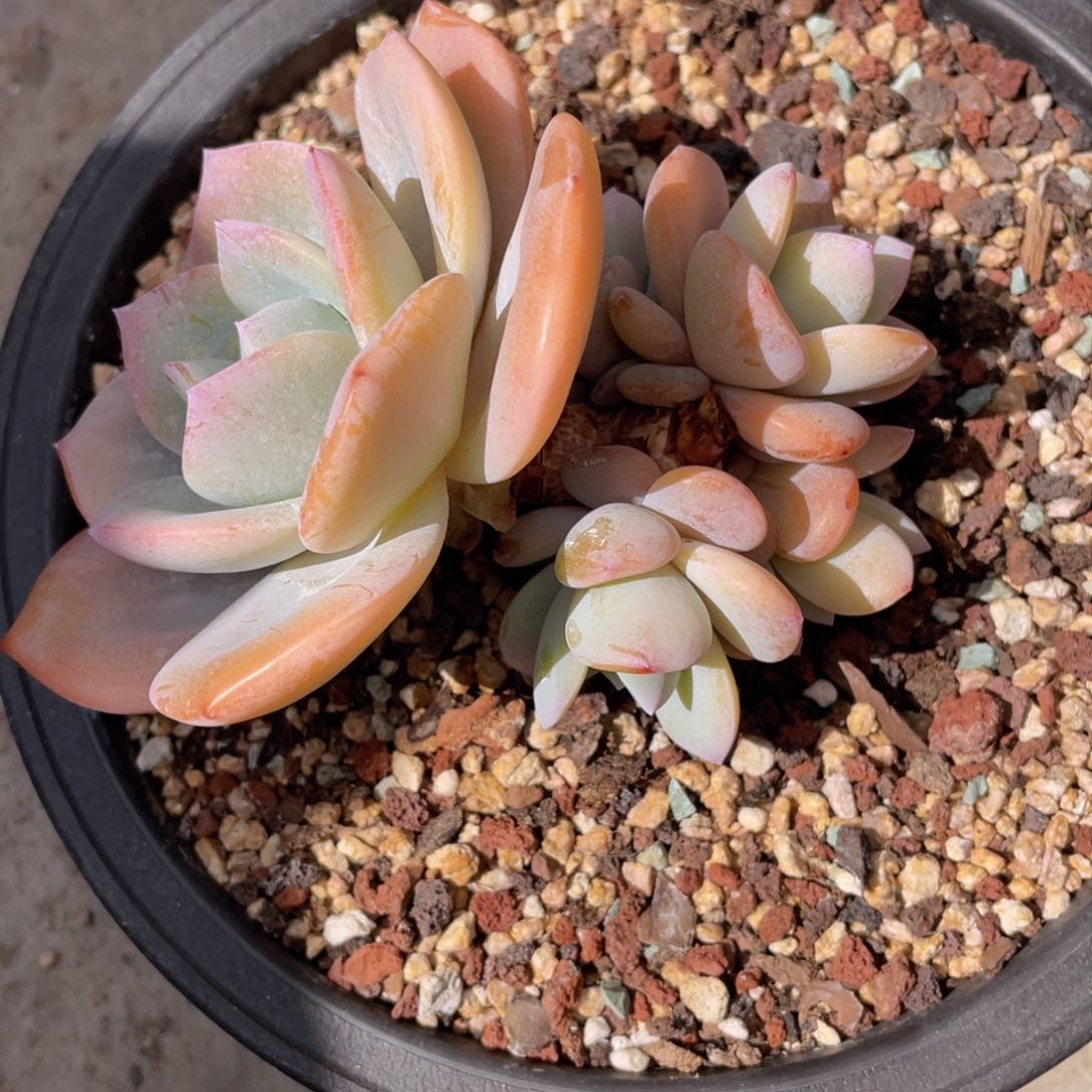 5头奶茶（潜力股）福利