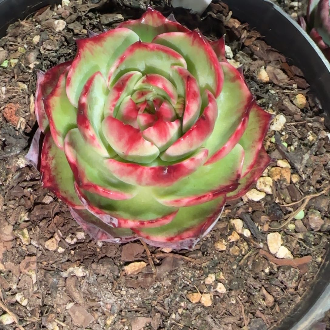 云**农1833惊鸿仙子 多肉植物