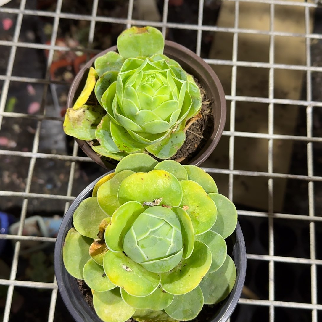 两颗鸡蛋玫瑰多肉植物