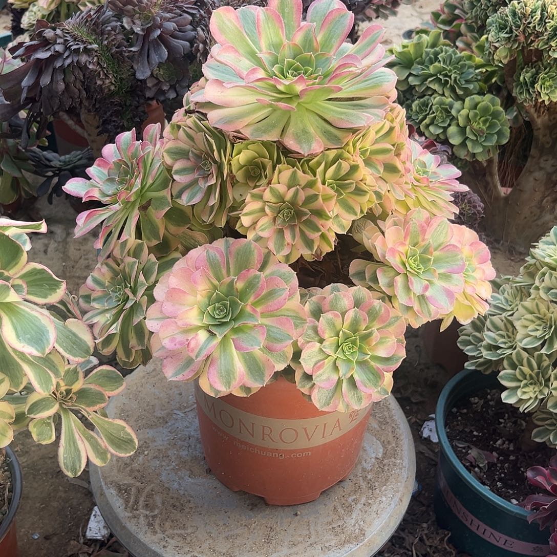 11雨荷法师多肉植物