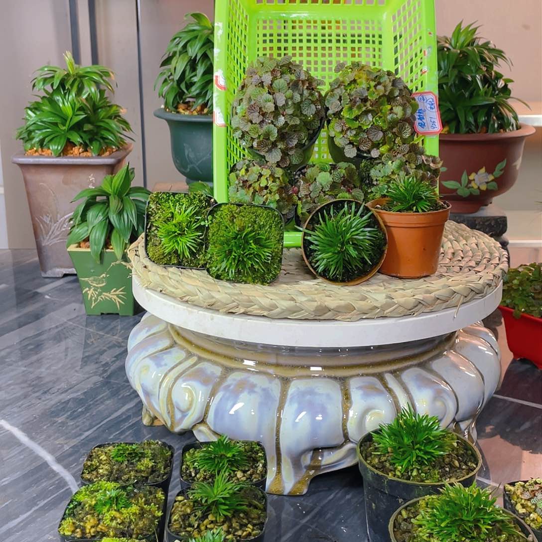 【闪购商品】完全开放