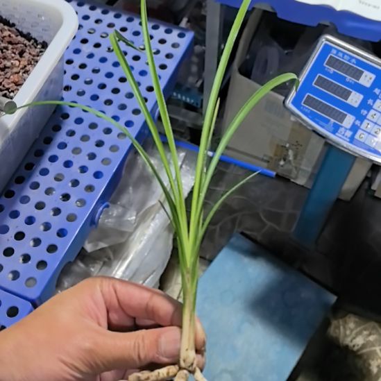 完全开放白雪公主龙头壮苗